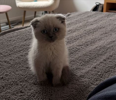 Škotski fold, mače