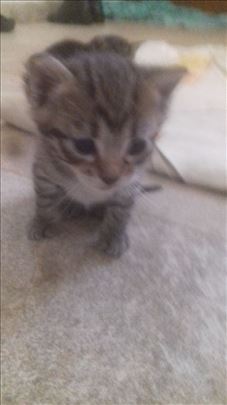 Tri domaca maceta traze dom