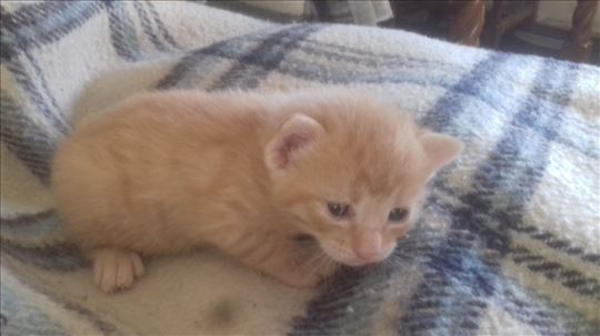 Zuto domace mace trazi dom