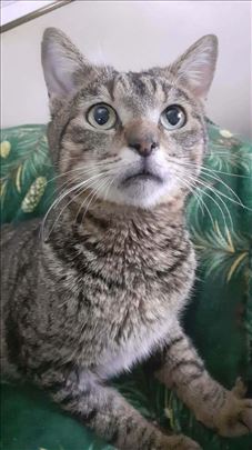 Predobri mackic bezrepic trazi topli dom