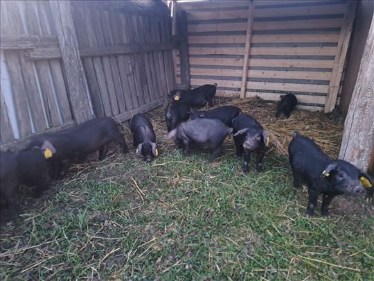 Prodaja prasića Moravke-domaći uzgoj
