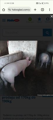 Tovljenik na prodaju 