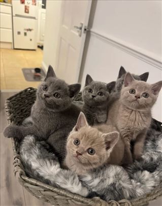 Britanska kratkodlaka, kitten