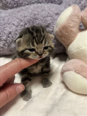 Britanska kratkodlaka, mače