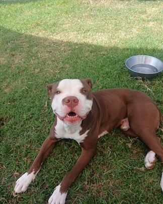 Pit bul terijer, mlad pas