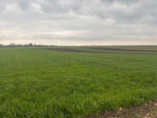 Građevinsko zemljište u Surduku