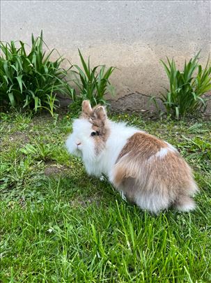 lavlja glava patuljasti kunić zec ženka