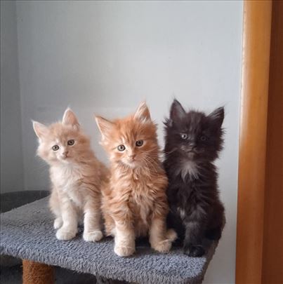 Maine Coon , mače