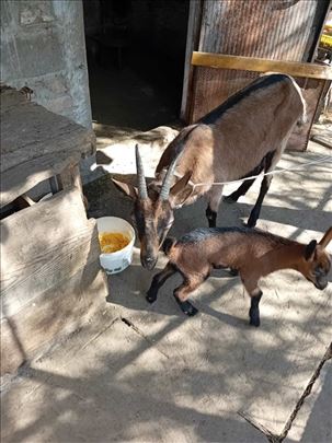 Prodajem kozu sa jaretom