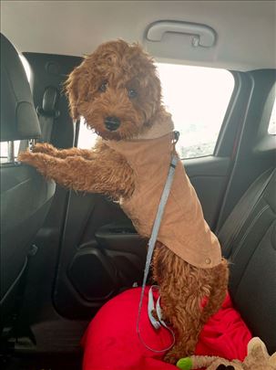 Šetanje pasa u Novom Sadu