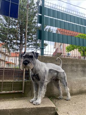 Srednji šnaucer biber so spreman za parenje