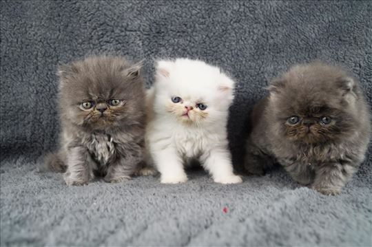 Vrhunski persijski mačici šampionskog porekla