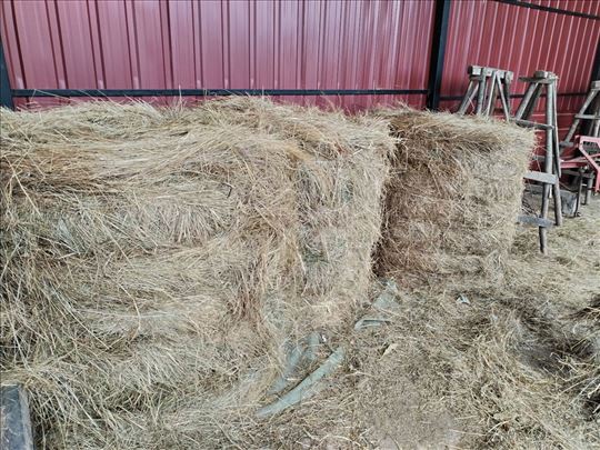 Bice ovogodisnje seno livadsko. U vecim kolicinama