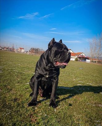 Cane Corso slobodan za parenje