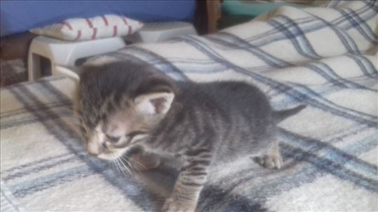 Domaci macici traze dom: musko i zensko