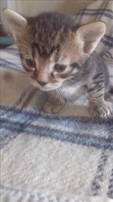 Domaci macici traze dom; musko i zensko