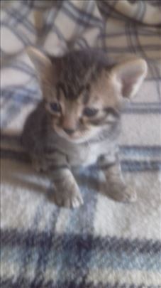 Domaci macici traze dom: musko i zensko