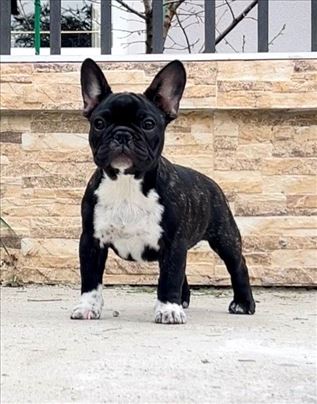 Francuski buldog stenci ~m/ž ,2,5 mes.,top line !
