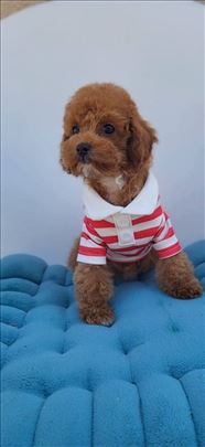 Luxury Toy i Teacup crvena Pudla