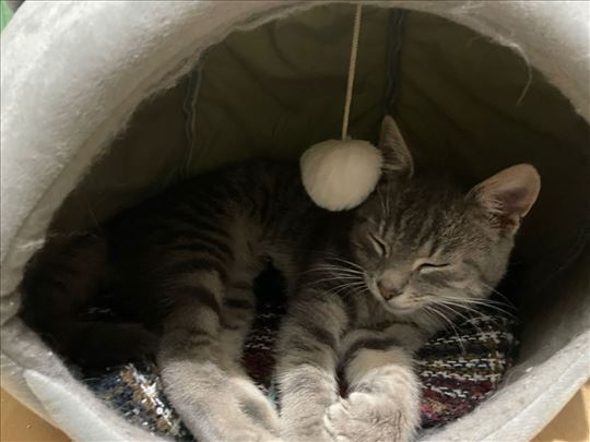 Mešanac, mlada mačka- usvajanje