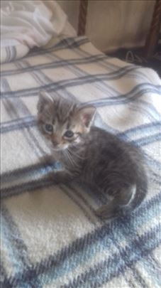  Tigrasti domaci macici traze dom