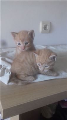 Zuto musko domace mace trazi dom