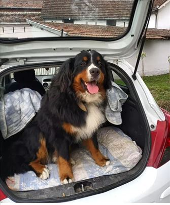 Bernski pastirski pas, mlad pas