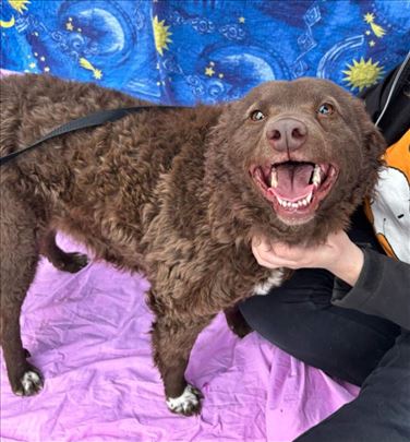 Lana pulinka, mlada zenka