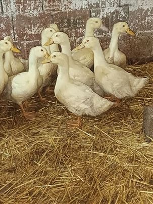 Младе патке