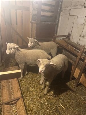 Na prodaju muška jagnjad il de frans