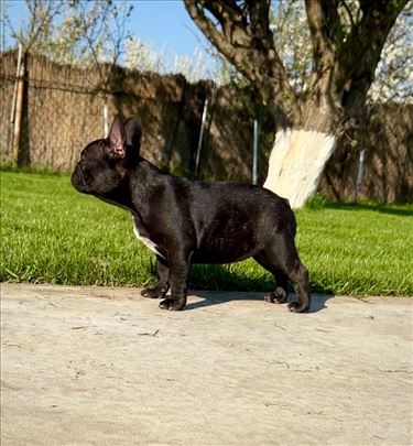 Francuski buldog stenci ~m/ž ,2,5 mes.,top line !