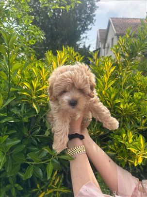Mini maltipoo štene