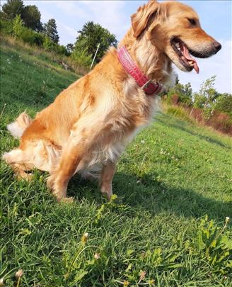 Šetanje pasa Vračar