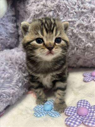 Britanska kratkodlaka, mače