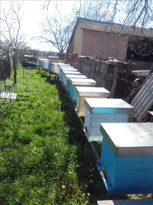 DB drustva sa kosnicama