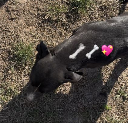 Poklanjam mešanke Staforda