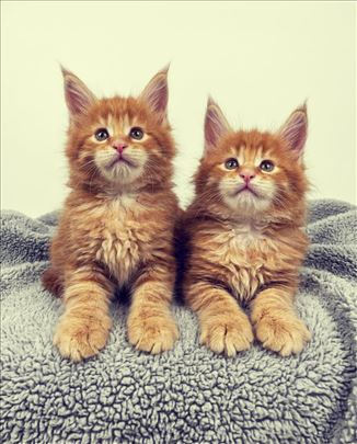 Maine Coon Rezervacije