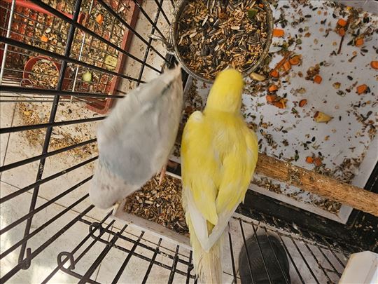 Mali aleksandri prošlogodišnji