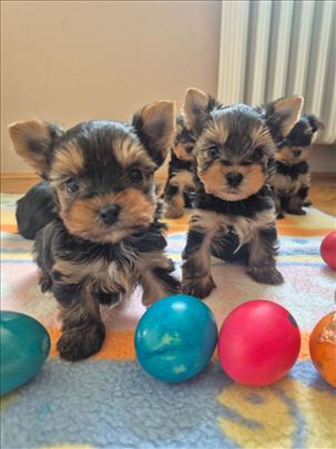 Jorkširski terijer, štene