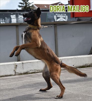 Na prodaju ženka Belgijskog ovčara