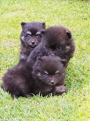 Pomeranski špic , štene