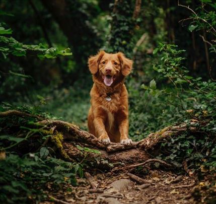 Šetanje pasa Dorćol