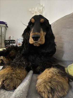 Šetanje pasa na Novom Beogradu