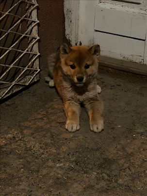Šiba inu, štenci