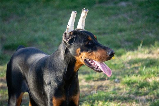 Doberman, zenka