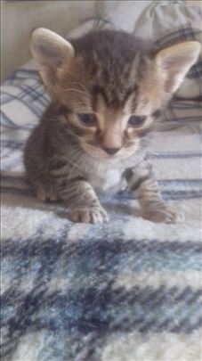 Domaci macici traze dom: musko i zensko