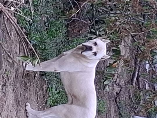 Kane korso, mlad pas