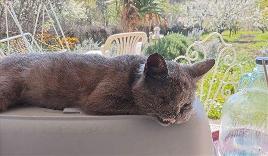 Mali macak sa povredama