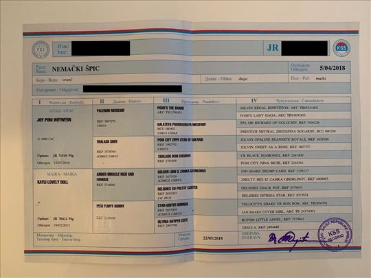 Nemački špic, odrastao pas