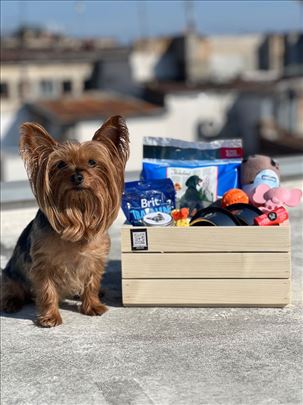 Poklonite ljubav svom psu ili iznenadite nekog!